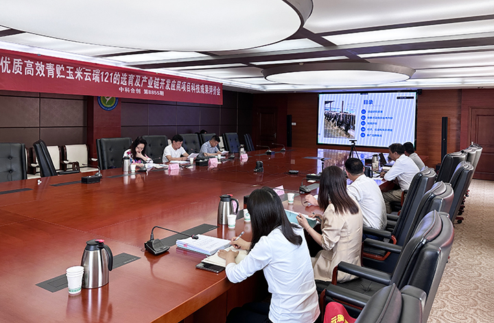 优质高效青贮玉米云瑞121的选育及产业链开发应用 anli.jpg